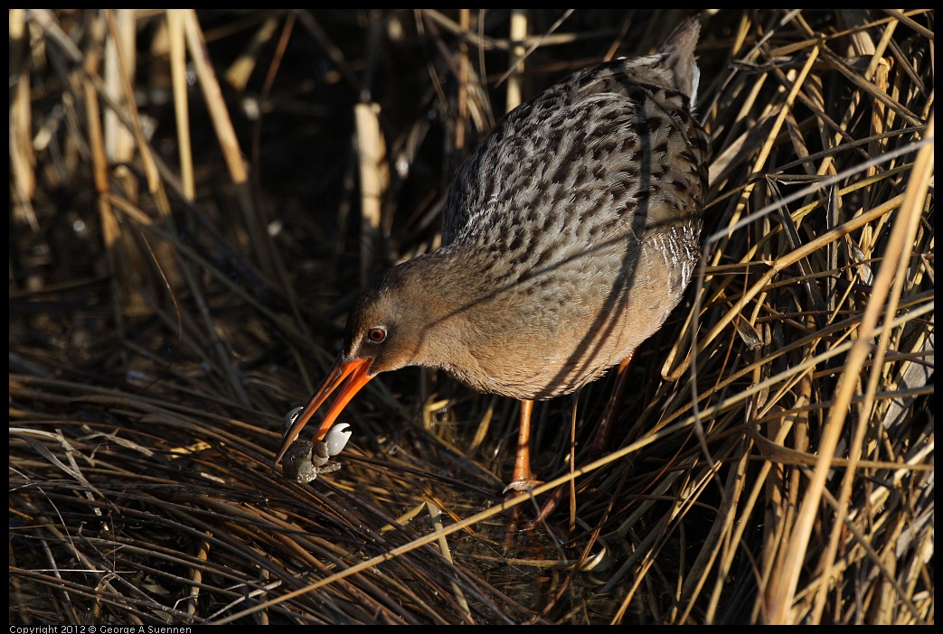 0204-091830-02.jpg - Clapper Rail