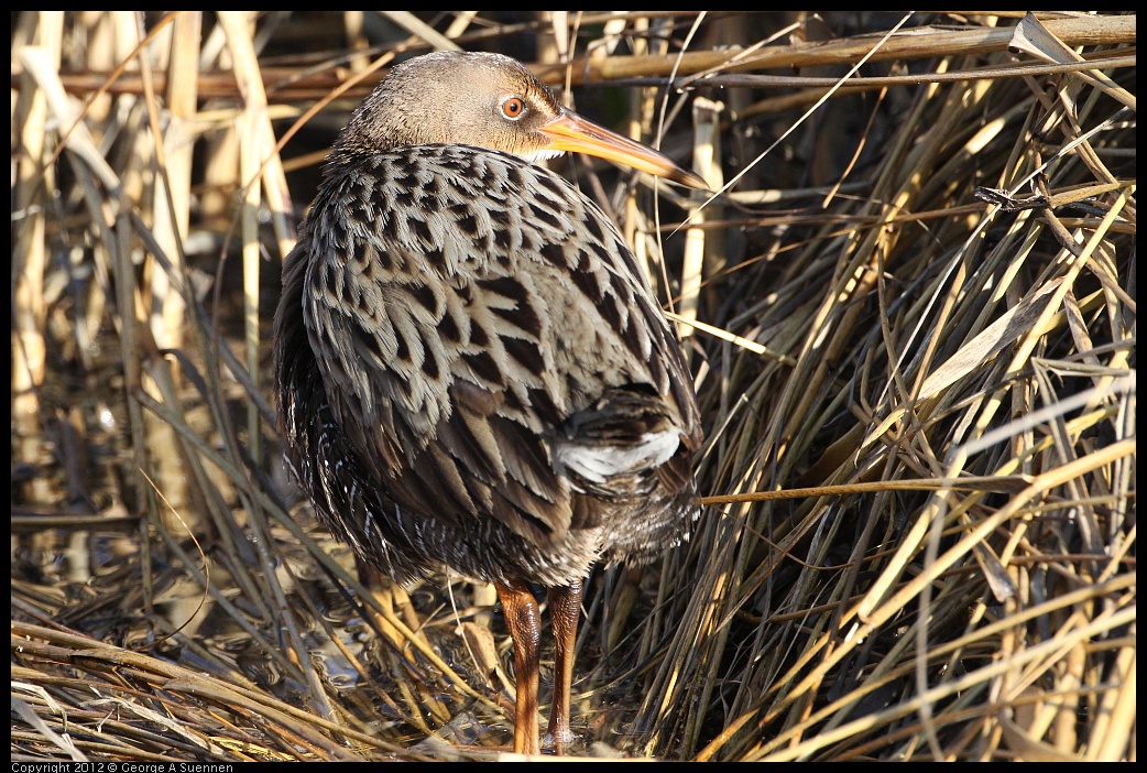 0204-092001-02.jpg - Clapper Rail