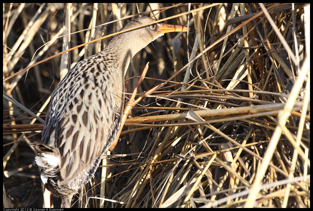 0204-092005-03.jpg - Clapper Rail