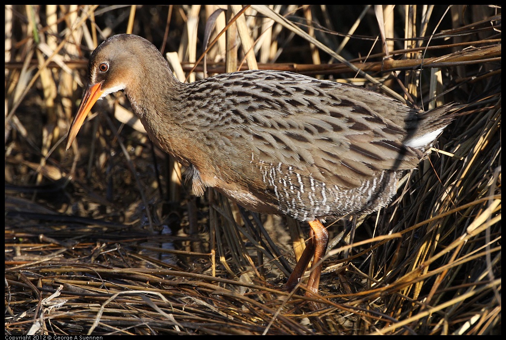 0204-092213-01.jpg - Clapper Rail