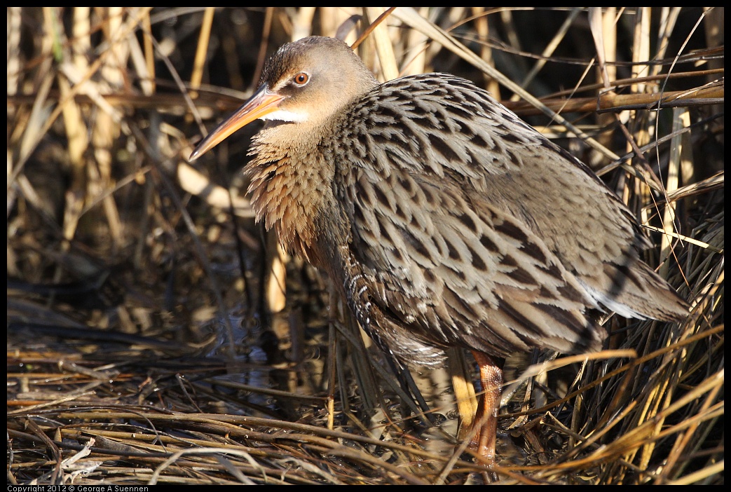 0204-092307-03.jpg - Clapper Rail