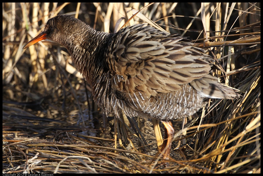 0204-092312-01.jpg - Clapper Rail