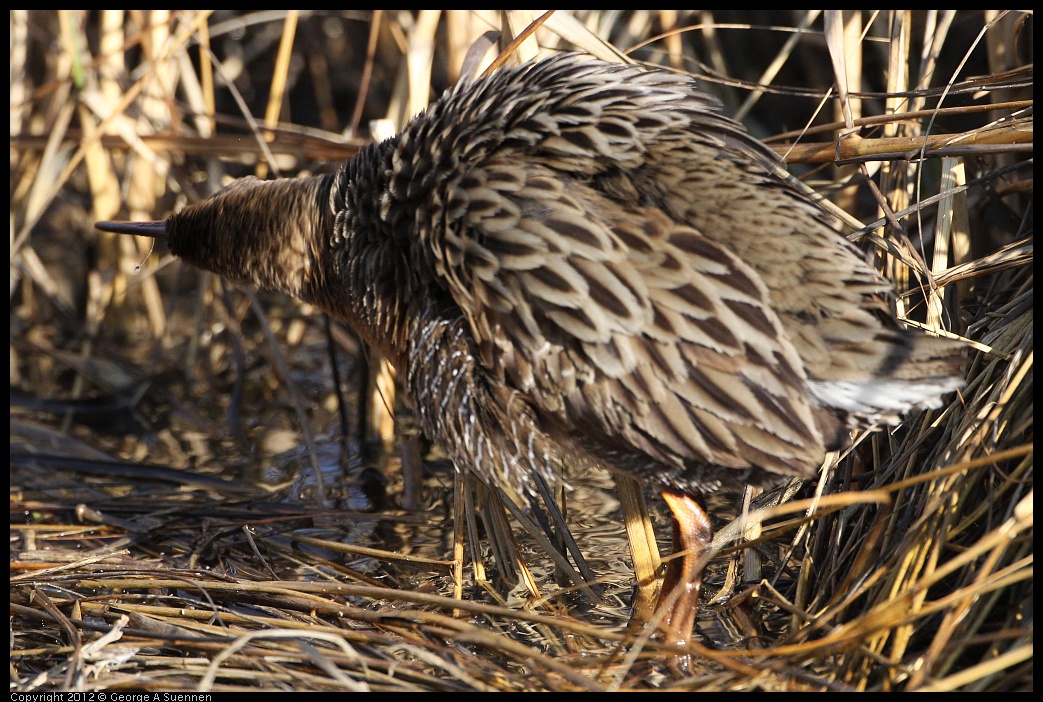 0204-092312-02.jpg - Clapper Rail