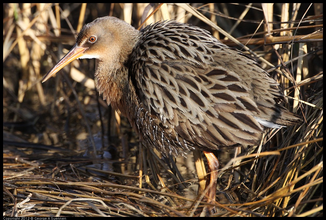 0204-092314-01.jpg - Clapper Rail