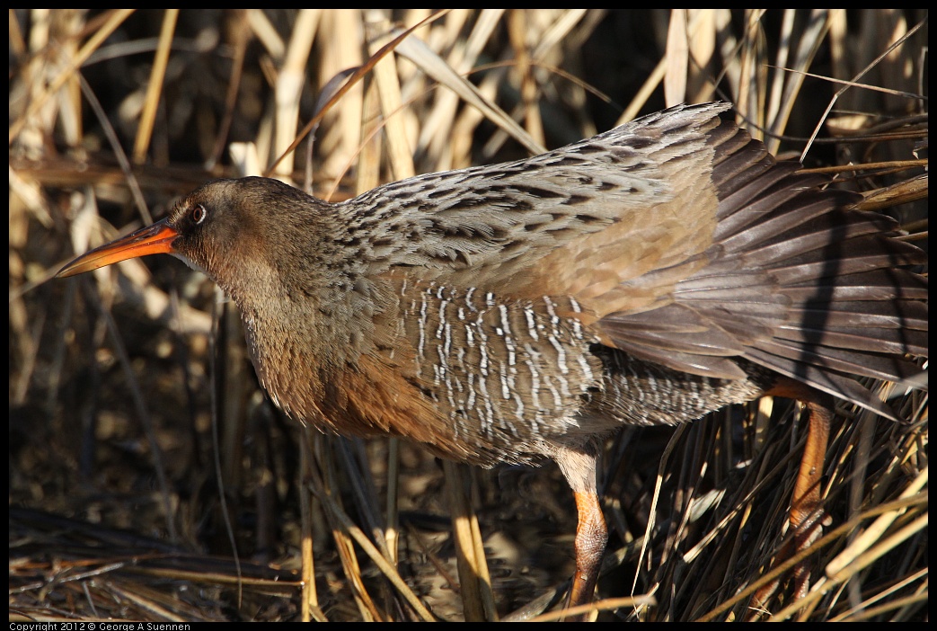 0204-093114-02.jpg - Clapper Rail