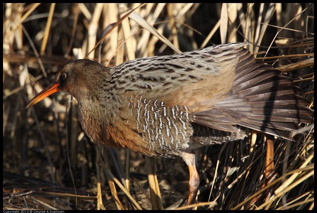 0204-093115-01.jpg - Clapper Rail