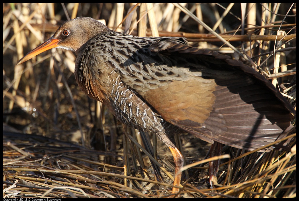 0204-093137-03.jpg - Clapper Rail