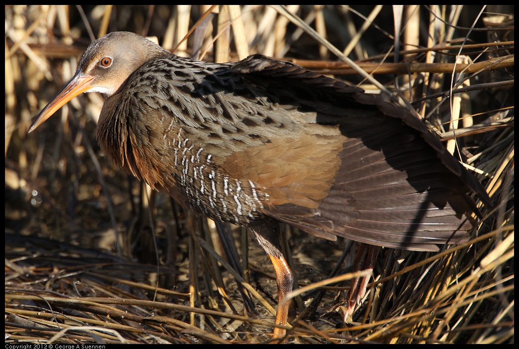 0204-093138-02.jpg - Clapper Rail