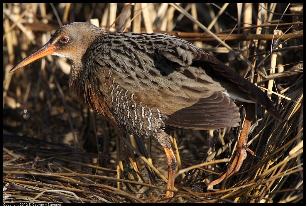 0204-093139-03.jpg - Clapper Rail