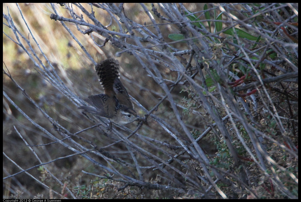 0204-093422-02.jpg - Marsh Wren