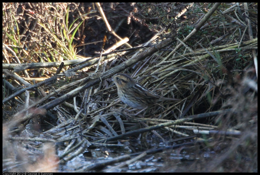 0204-093739-03.jpg - Nelson's Sharp-tailed Sparrow