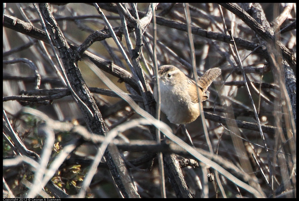 0204-094034-02.jpg - Marsh Wren