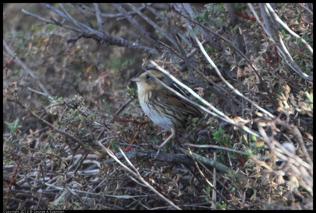 0204-094310-04.jpg - Nelson's Sharp-tailed Sparrow