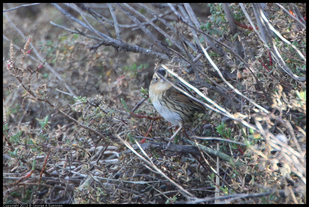 0204-094314-05.jpg - Nelson's Sharp-tailed Sparrow