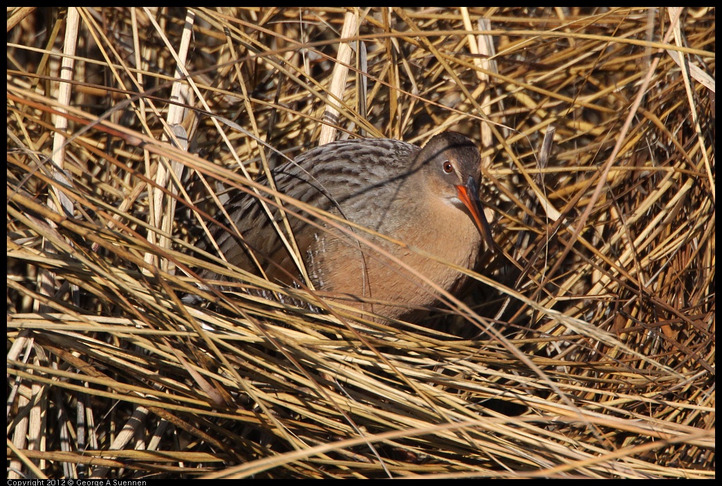 0204-094834-02.jpg - Clapper Rail