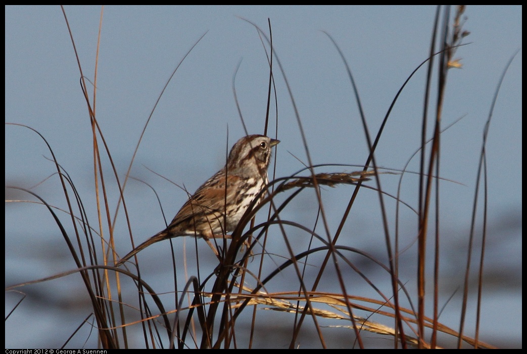 0204-095304-01.jpg - Song Sparrow