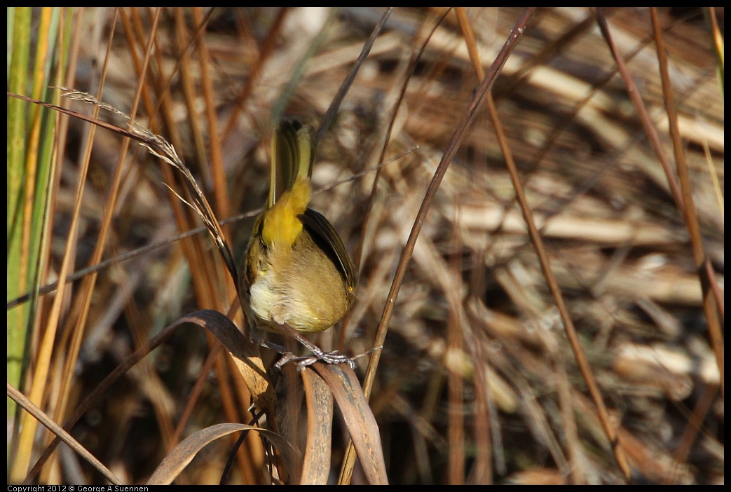 0204-095407-03.jpg - Common Yellowthroat