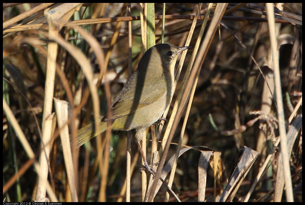 0204-095708-01.jpg - Common Yellowthroat