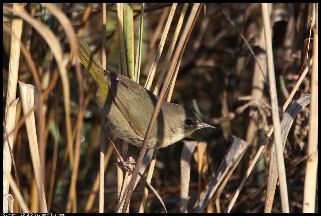 0204-095708-04.jpg - Common Yellowthroat