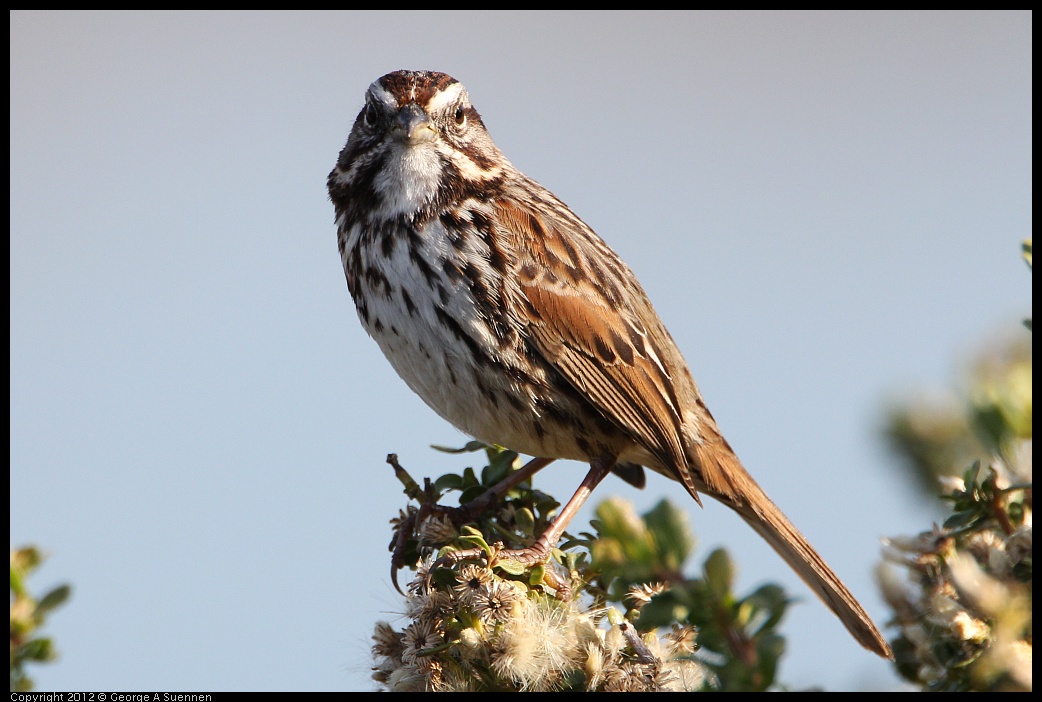 0204-095735-03.jpg - Song Sparrow