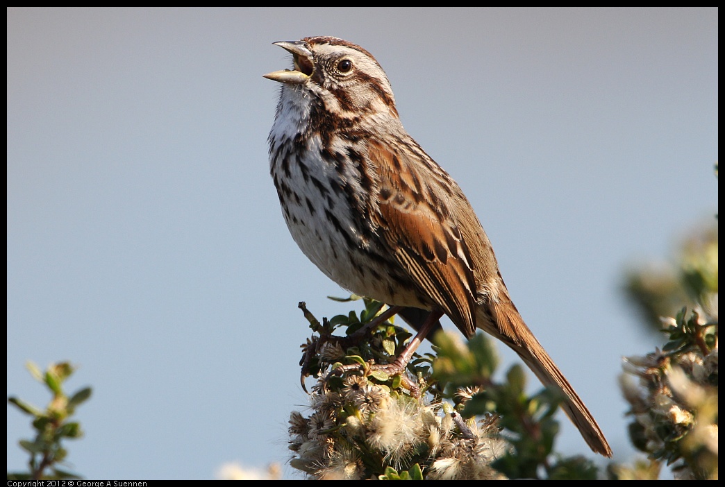 0204-095738-04.jpg - Song Sparrow