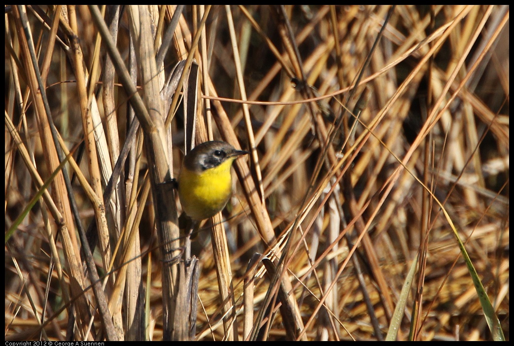 0204-100302-05.jpg - Common Yellowthroat