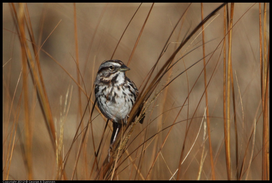 0204-100542-03.jpg - Song Sparrow