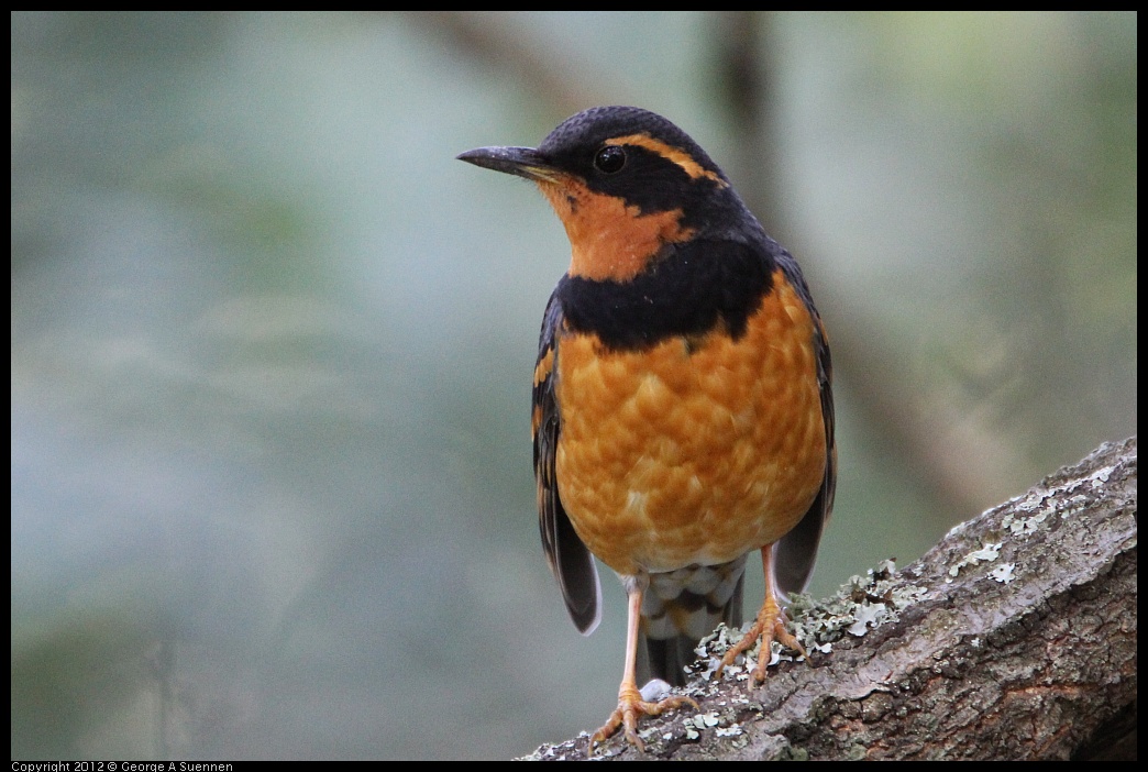 0204-114635-04.jpg - Varied Thrush