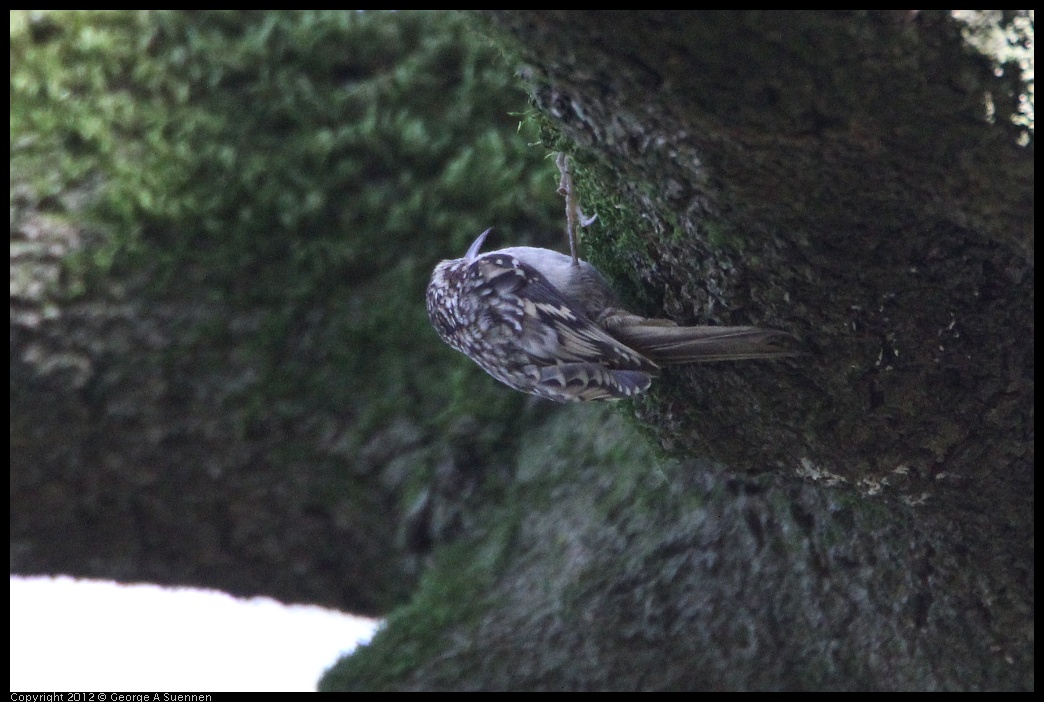 0204-115227-02.jpg - Brown Creeper