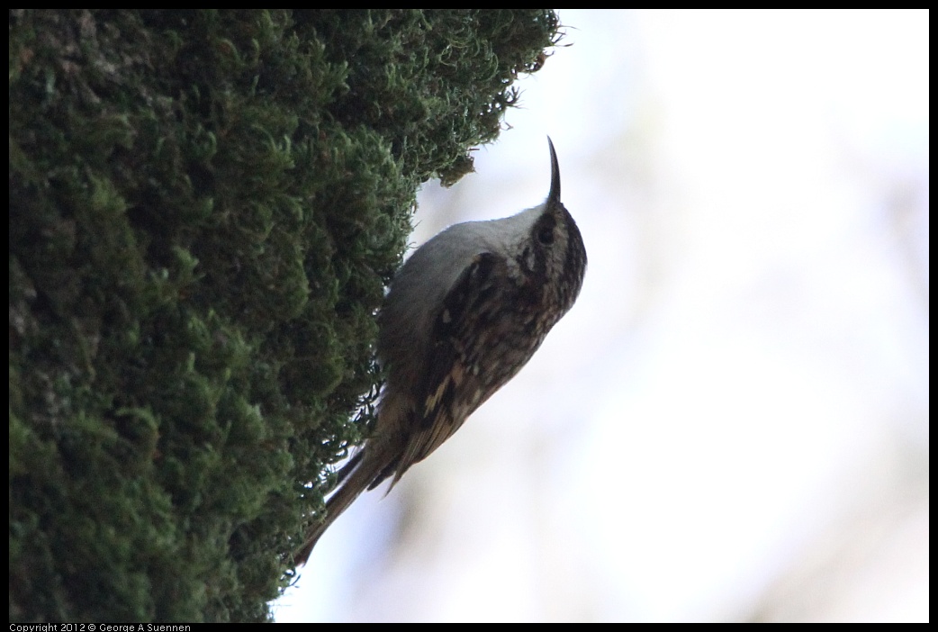 0204-122506-03.jpg - Brown Creeper