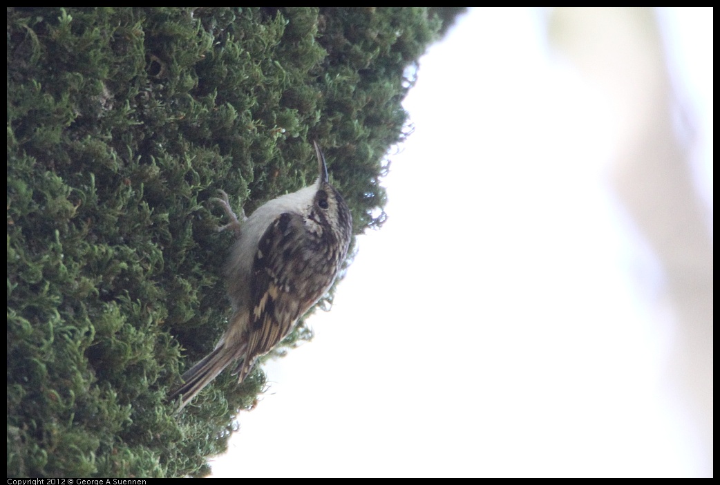 0204-122512-02.jpg - Brown Creeper