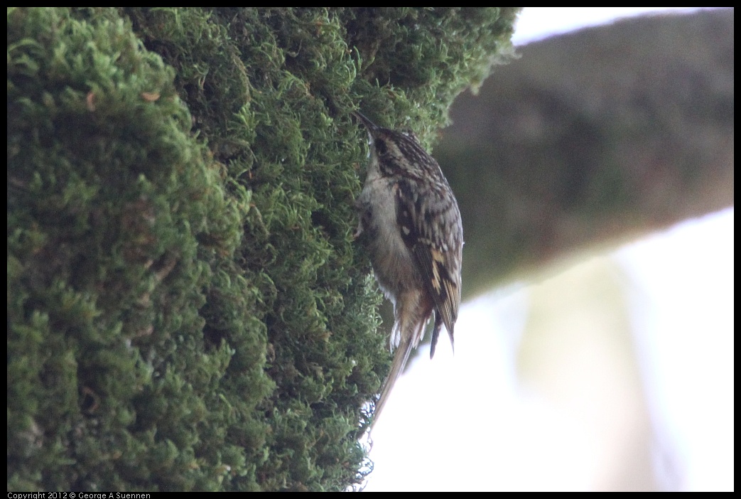 0204-122516-01.jpg - Brown Creeper