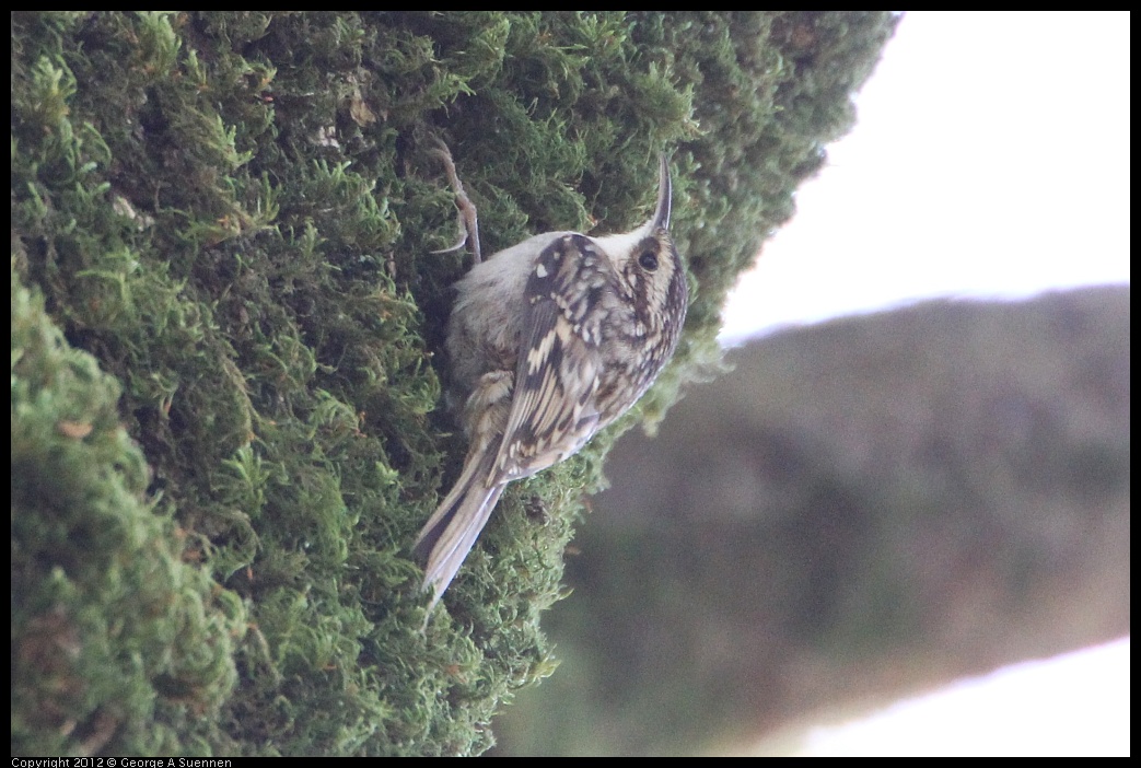 0204-122524-02.jpg - Brown Creeper