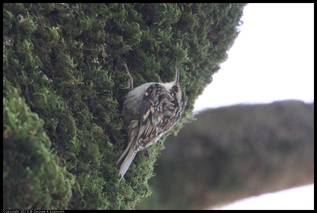 0204-122534-01.jpg - Brown Creeper