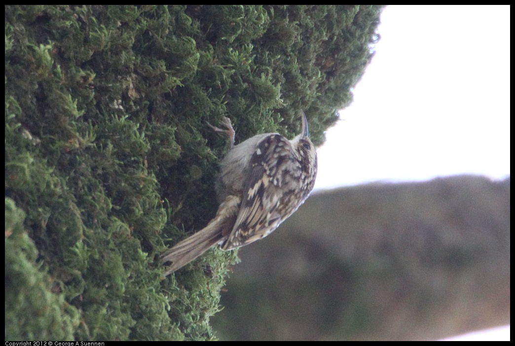 0204-122539-01.jpg - Brown Creeper