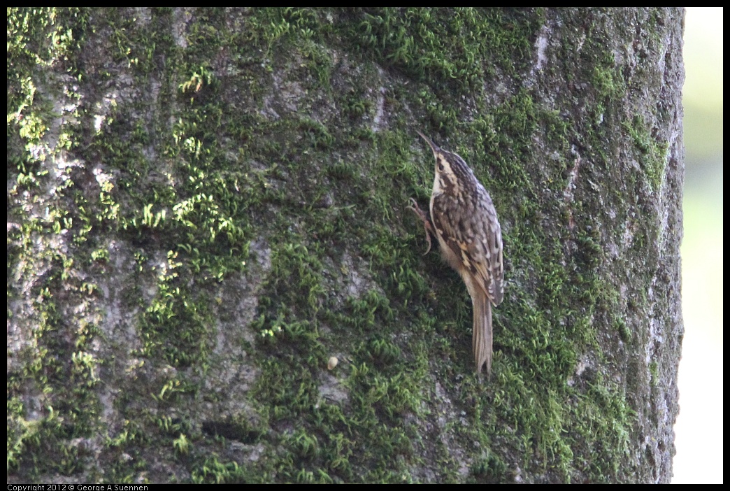 0204-122619-04.jpg - Brown Creeper