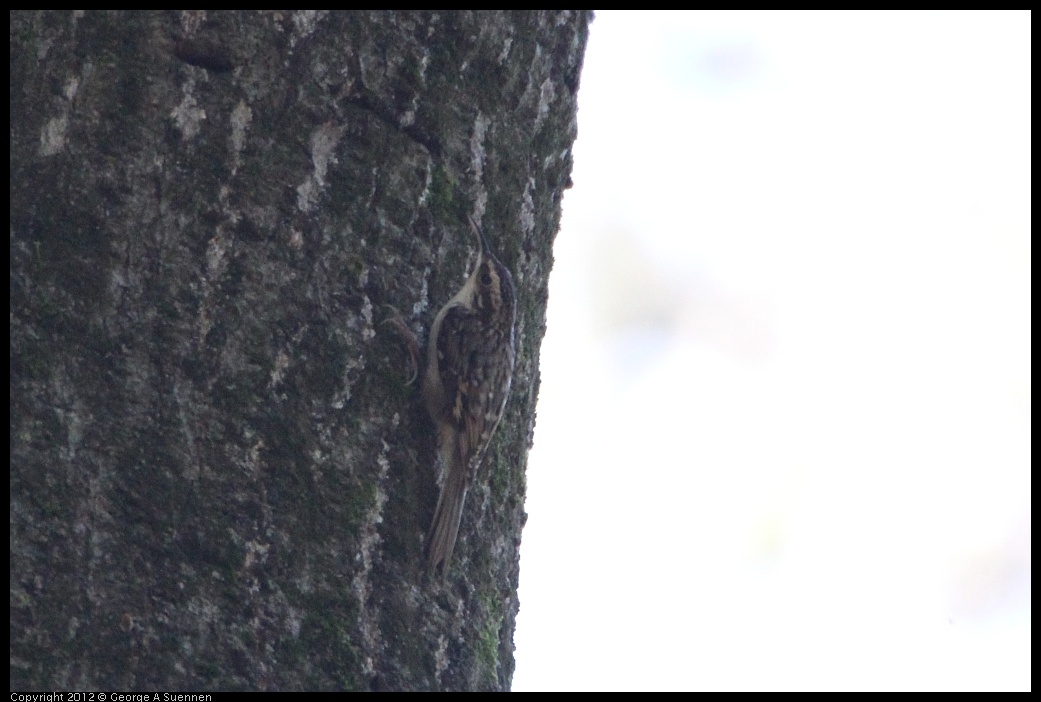 0204-122635-01.jpg - Brown Creeper