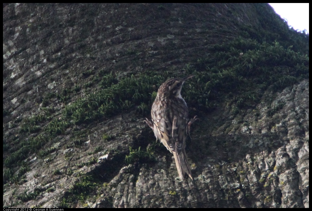 0204-122728-02.jpg - Brown Creeper