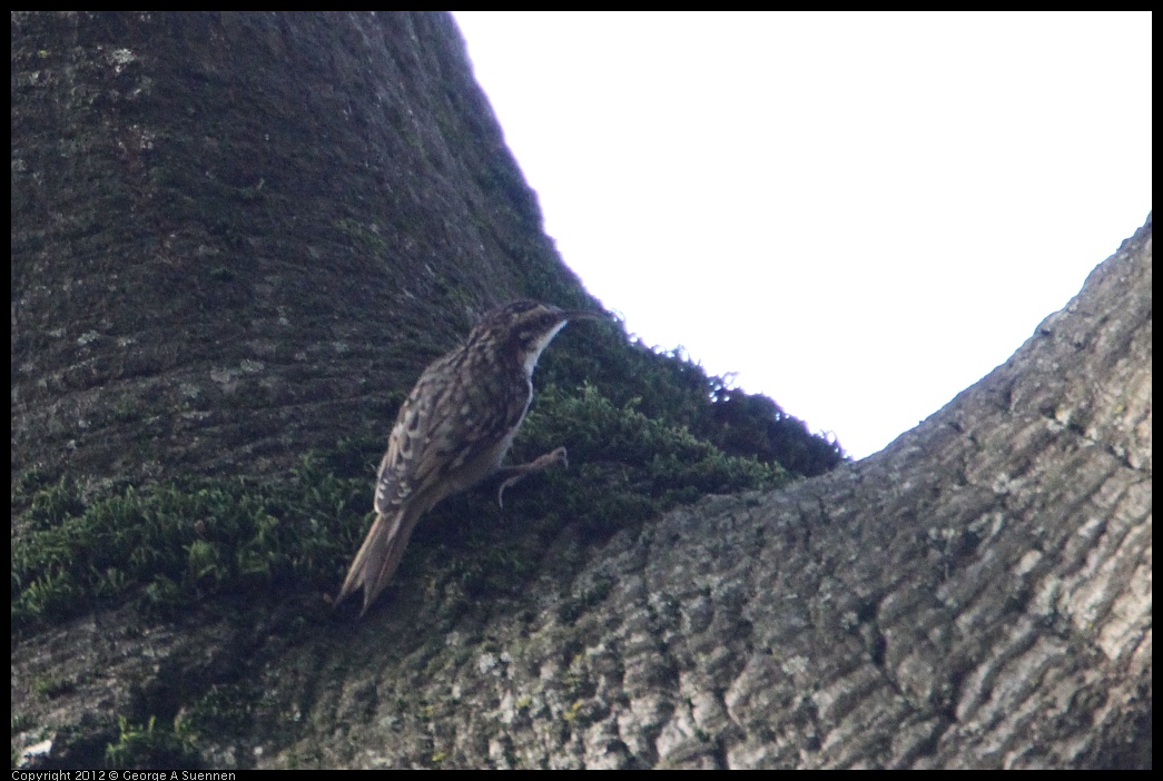 0204-122730-03.jpg - Brown Creeper