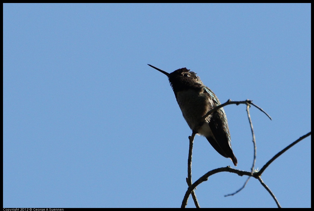 0204-131511-02.jpg - Anna's Hummingbird