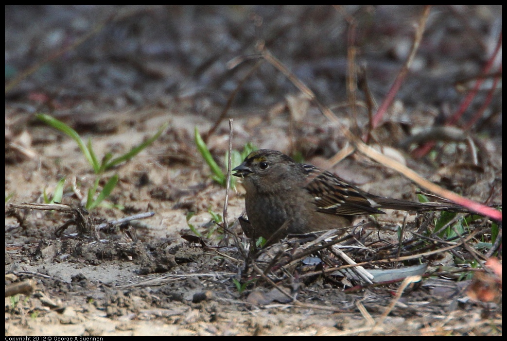 0204-131802-02.jpg - Golden-crowned Sparrow