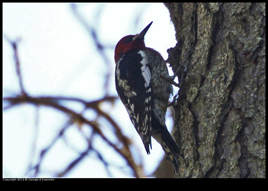 0204-135159-04.jpg - Red-breasted Sapsucker