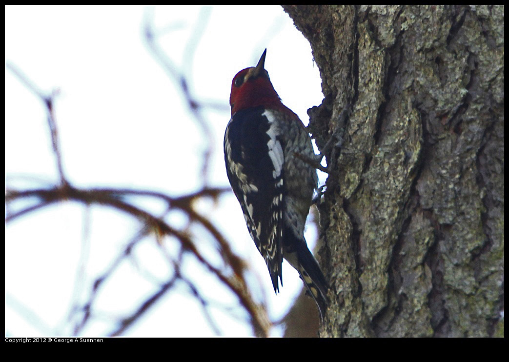 0204-135203-01.jpg - Red-breasted Sapsucker