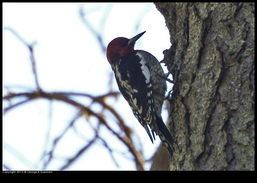 0204-135209-03.jpg - Red-breasted Sapsucker