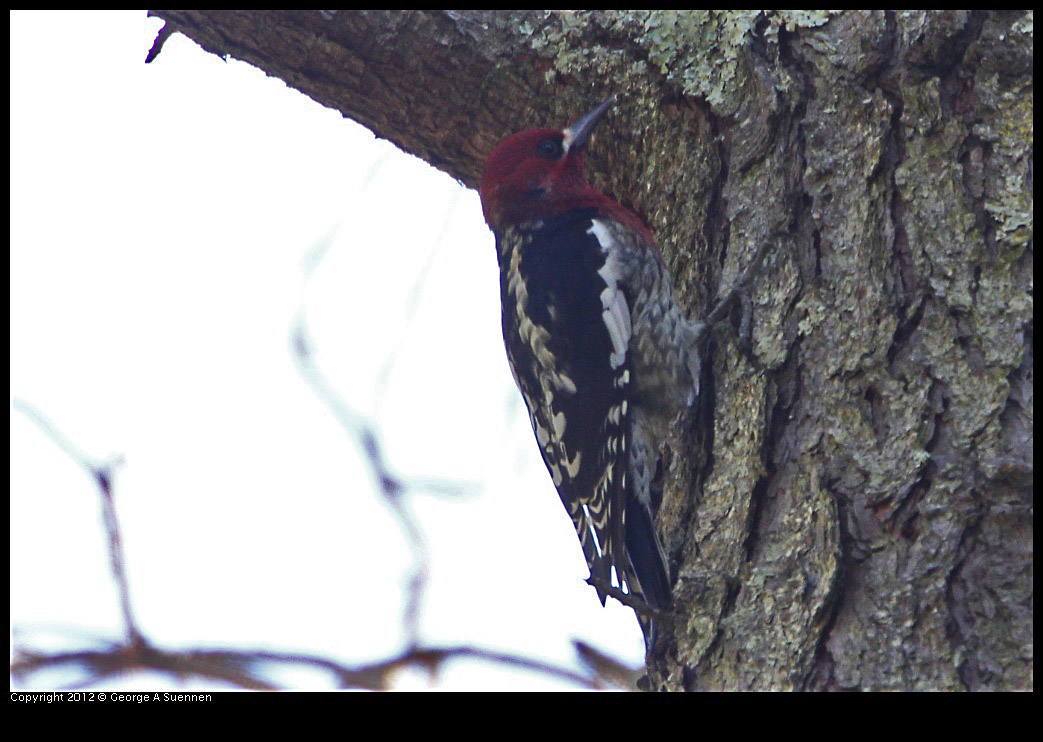 0204-135210-01.jpg - Red-breasted Sapsucker