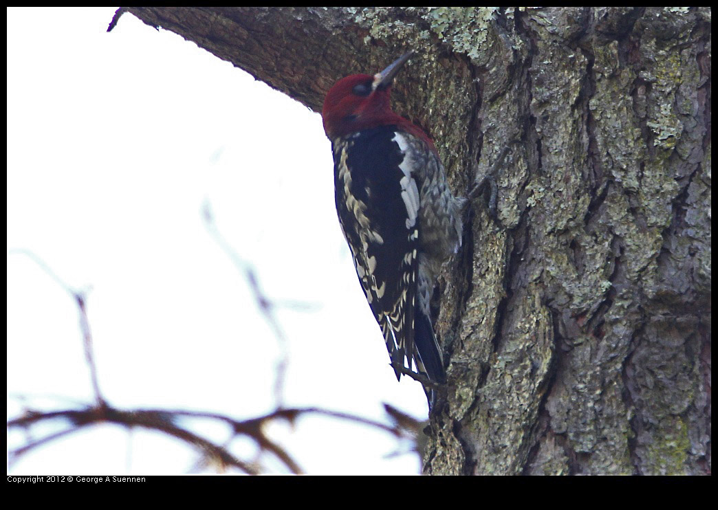 0204-135210-02.jpg - Red-breasted Sapsucker