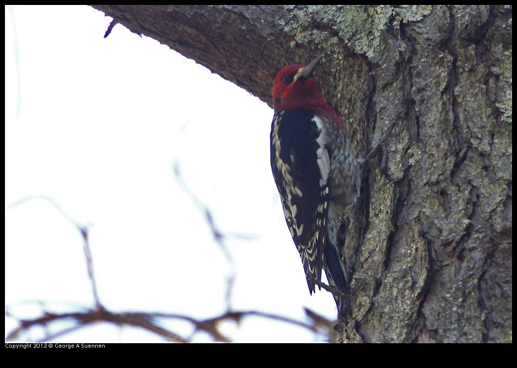 0204-135211-01.jpg - Red-breasted Sapsucker