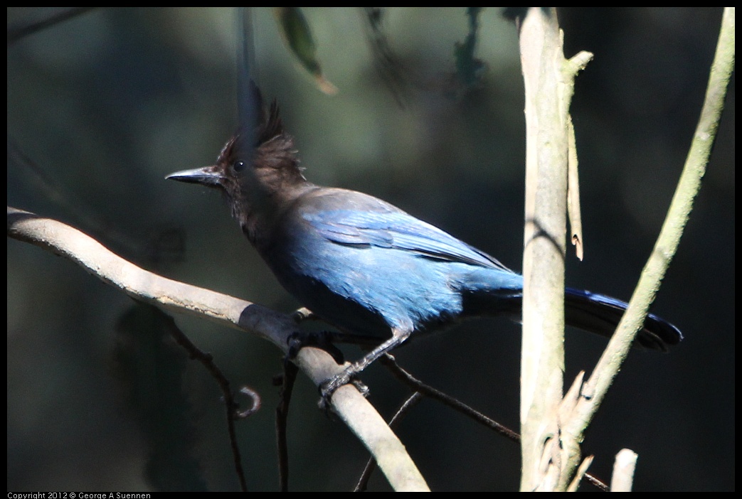 0204-135740-02.jpg - Stellar Jay