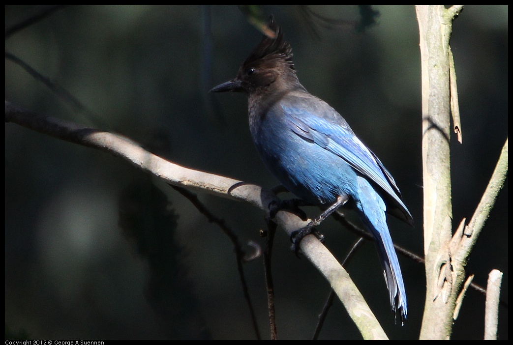 0204-135749-01.jpg - Stellar Jay