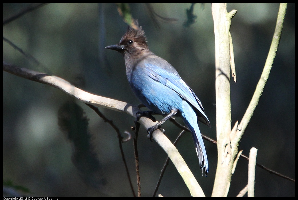 0204-135752-06.jpg - Stellar Jay